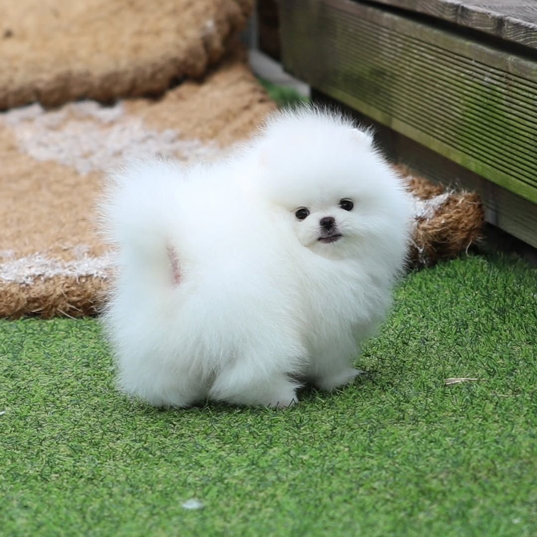 Wunderschöne Pomeranian-Welpen zu verkaufen.