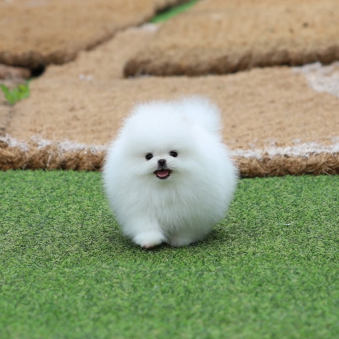 Wunderschöne Pomeranian-Welpen zu verkaufen.
