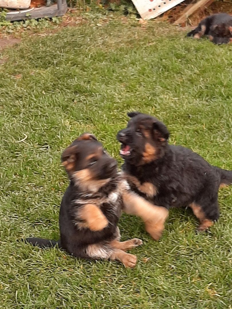 DSH-Welpen mit Papieren