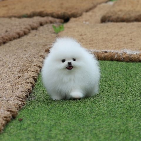 Wunderschöne Pomeranian-Welpen