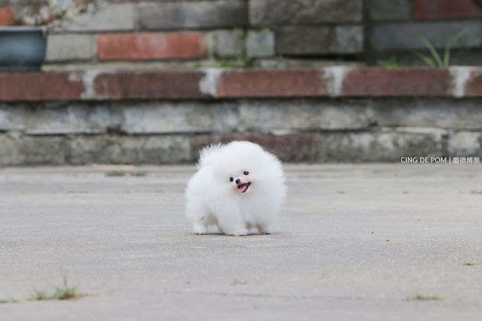 Pomeranian-Welpen-zu-verkaufen