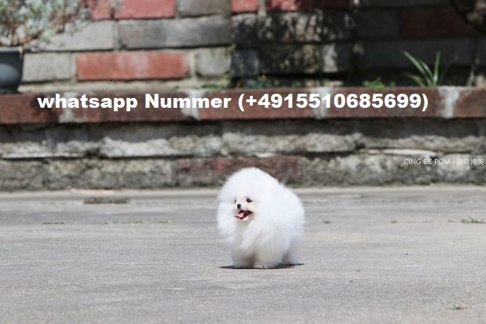 Pomeranian-Welpen-zu-verkaufen