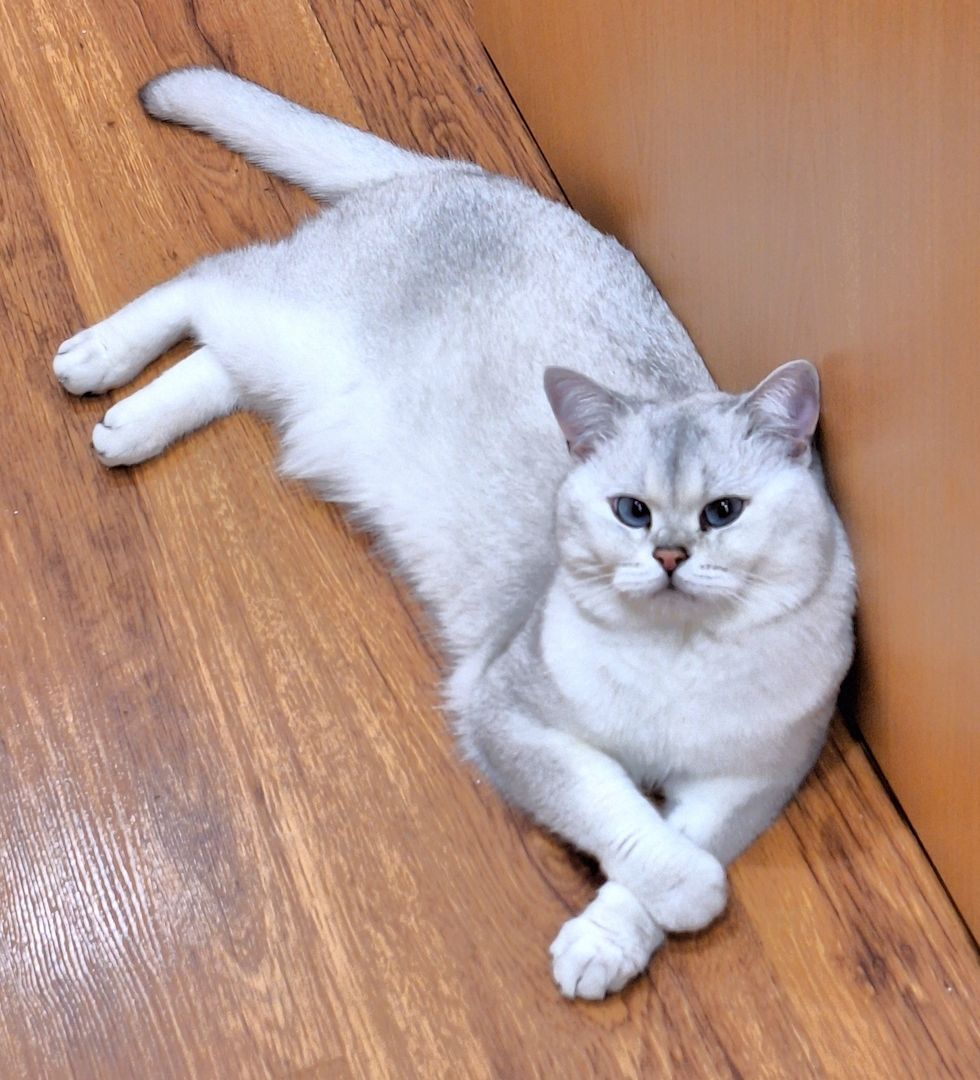 Deckkater Stammbaum blauen Augen BKH Farbe seal-silver-shaded-point ns 11-33