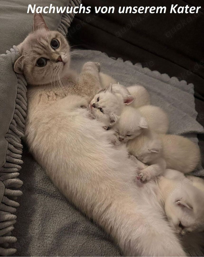 Deckkater Stammbaum blauen Augen BKH Farbe seal-silver-shaded-point ns 11-33