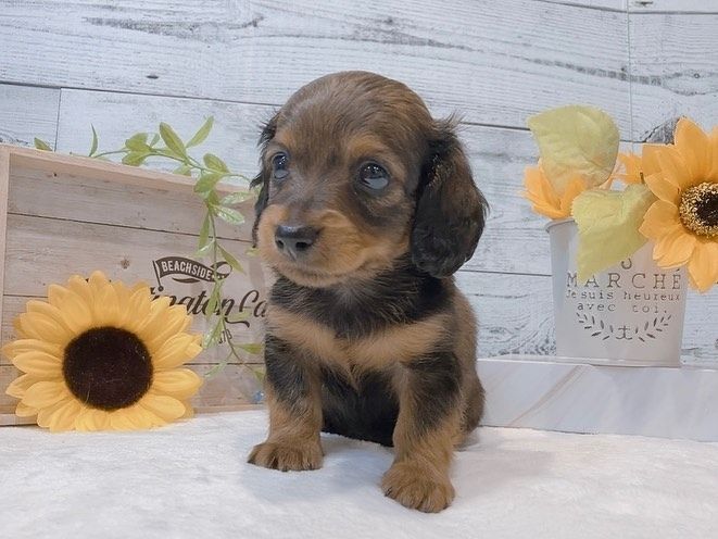 Dackelwelpe zur Adoption