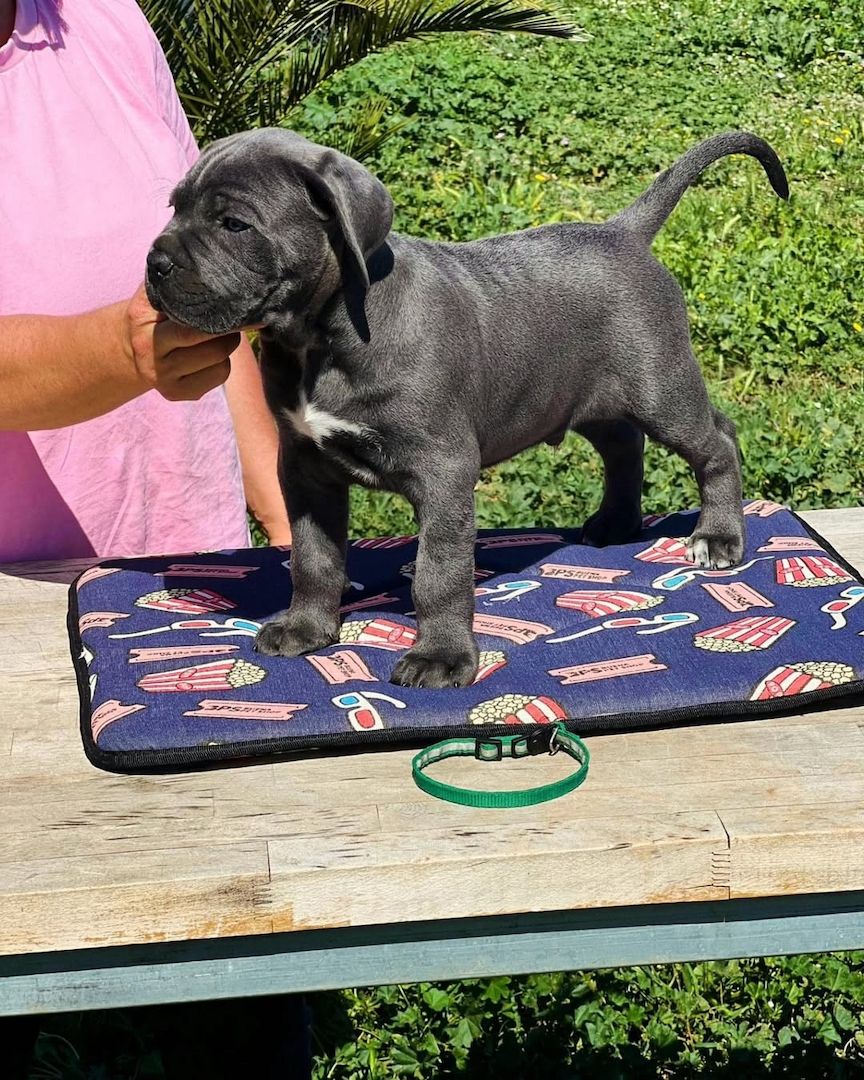 Cane Corso Welpen