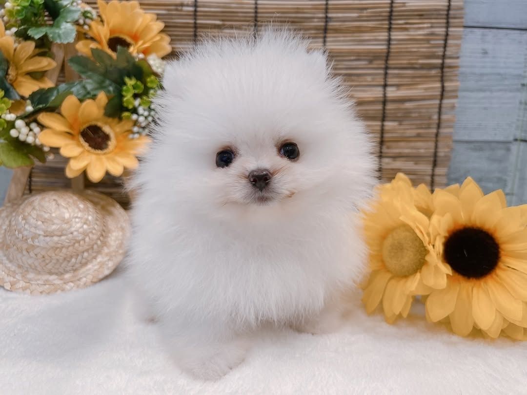 Pomeranian-Welpe zur Adoption