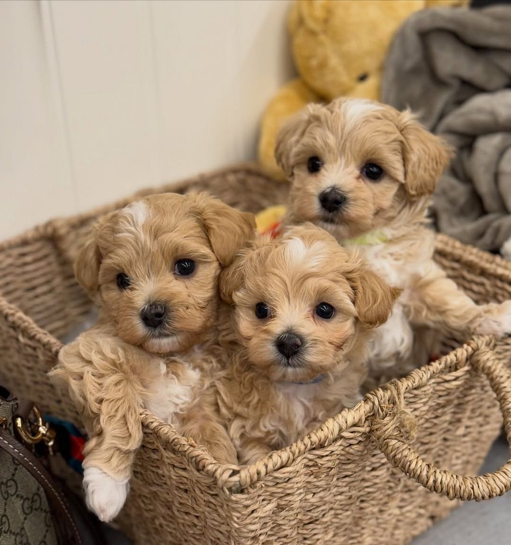 Wunderschöne Maltipoo-Welpen