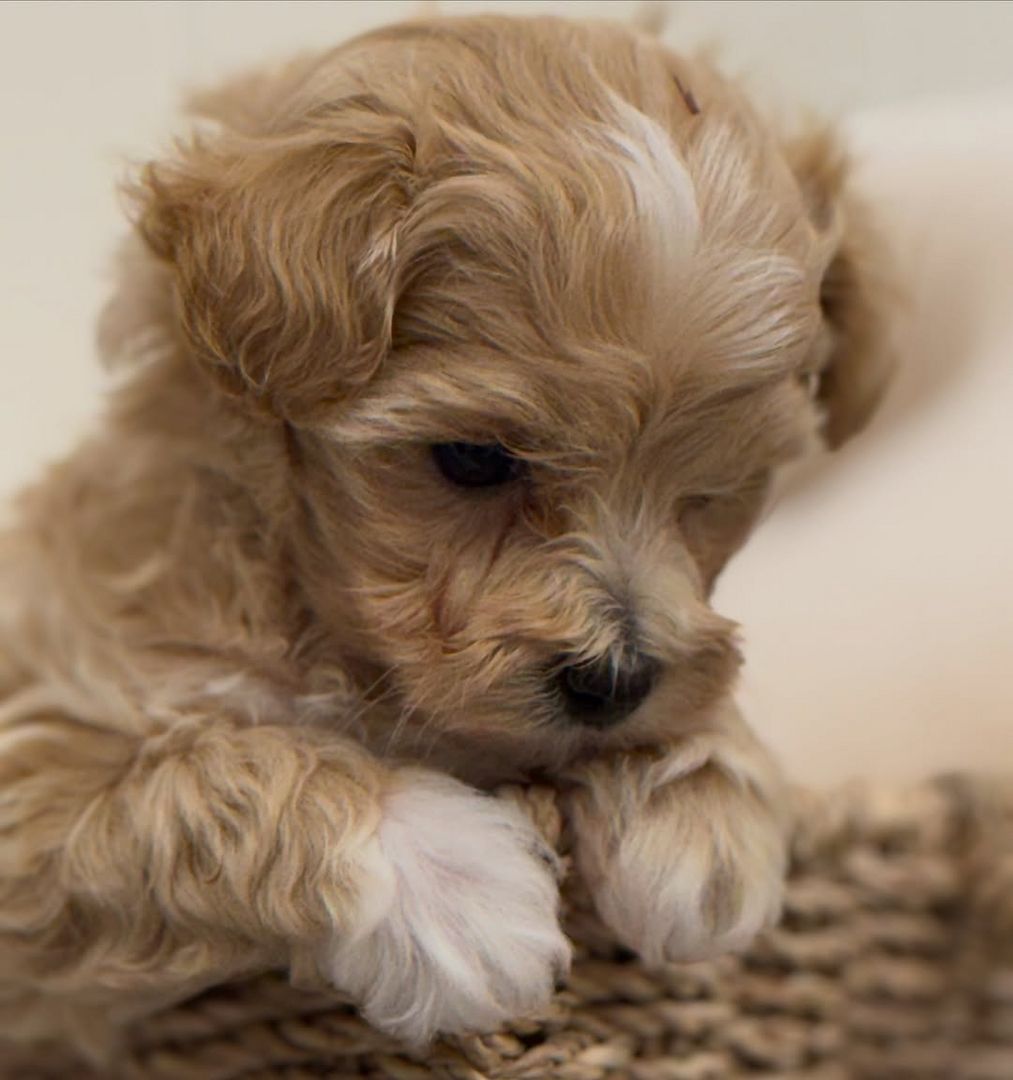 Wunderschöne Maltipoo-Welpen