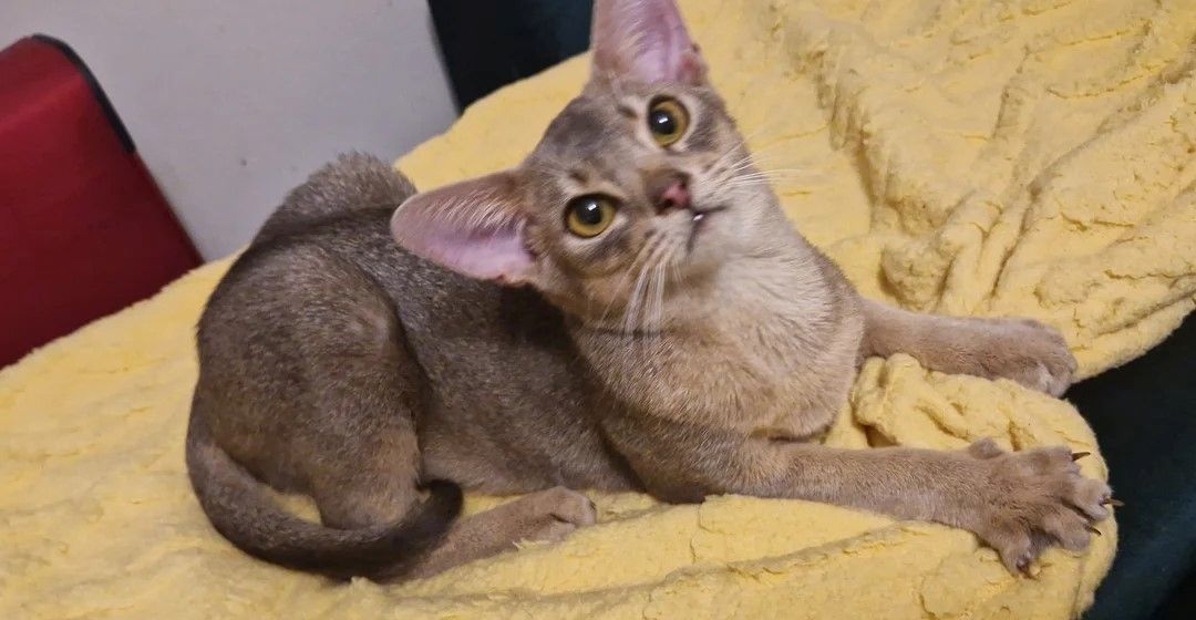 Abessinische Kätzchen