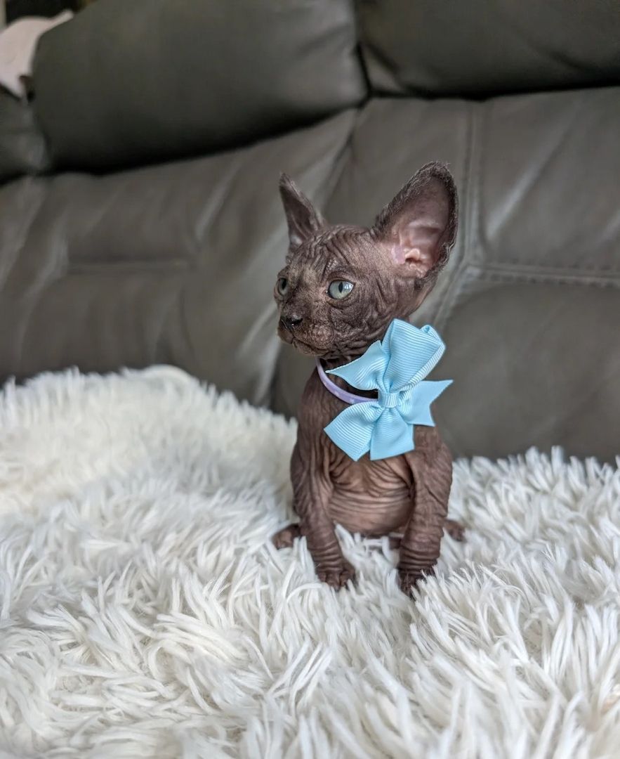 4 wunderschöne Sphynx-Kätzchen