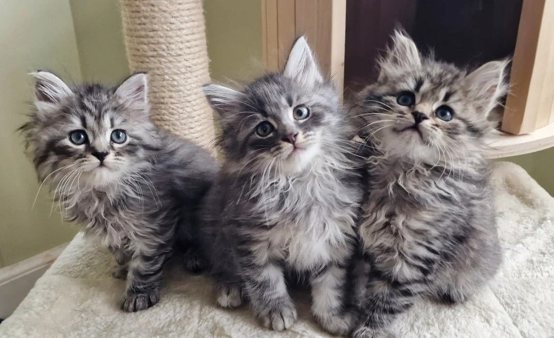 Sibirische Kätzchen