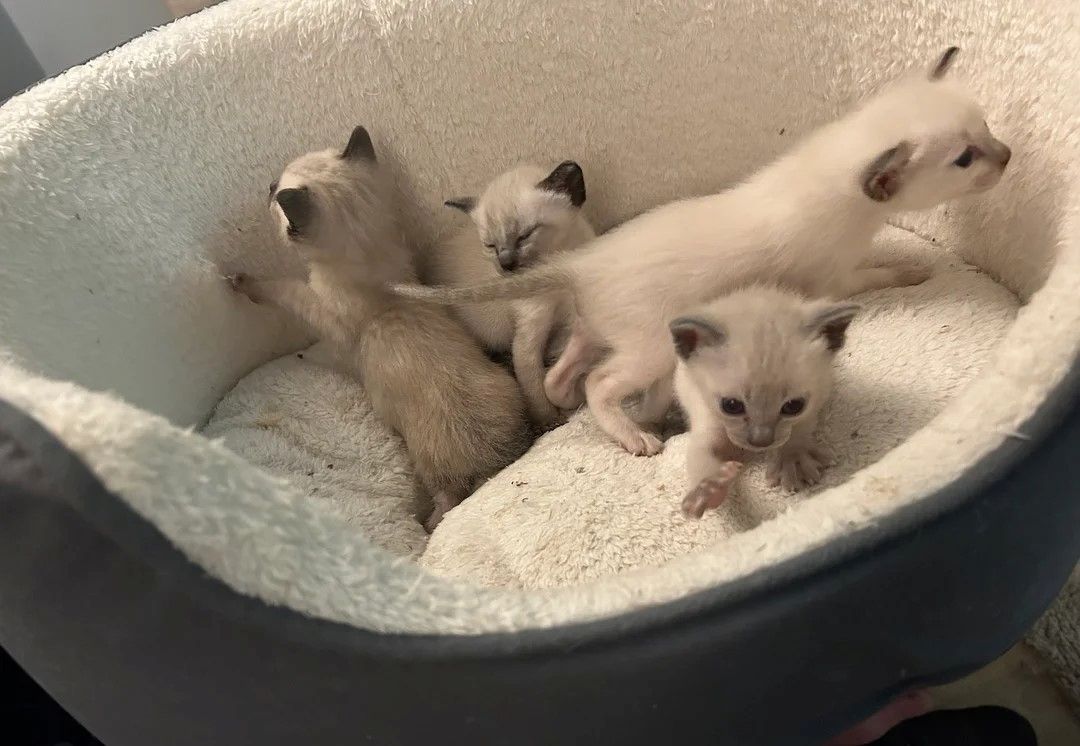 Traditionelle siamesische Kätzchen