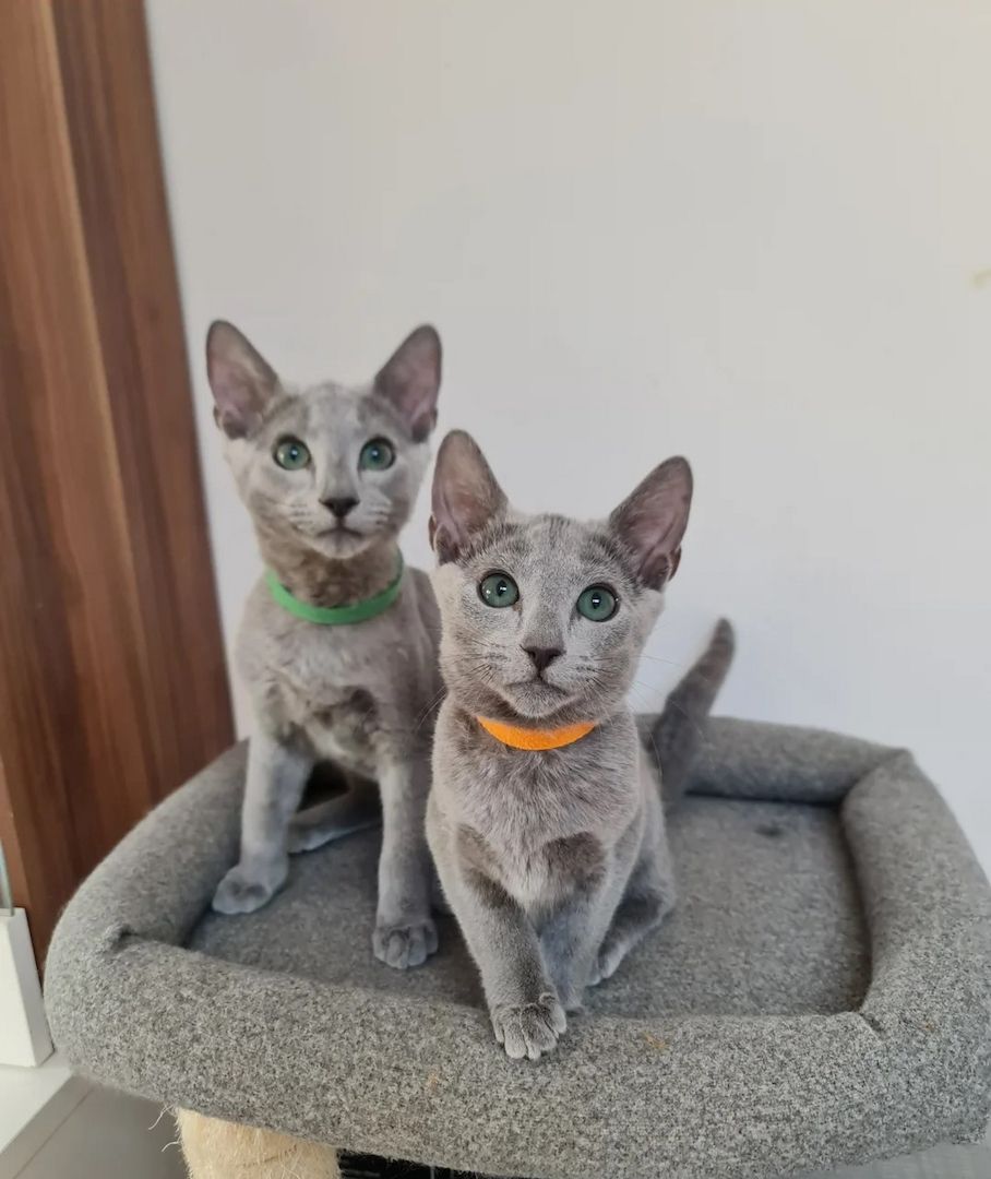 Russische blaue Kätzchen