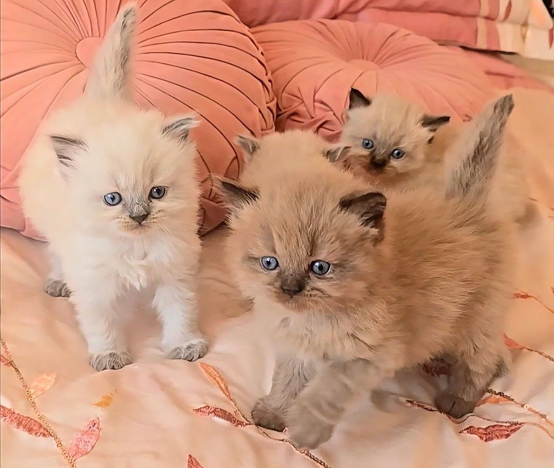 Stammbaum persischer Himalaya-Kätzchen