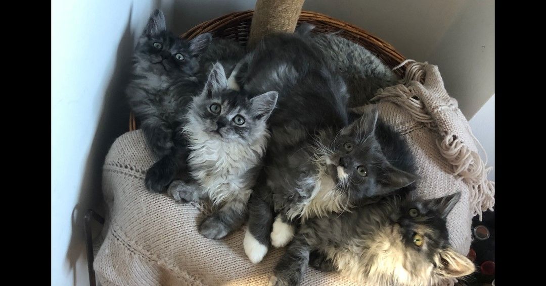 Norwegische Waldkätzchen