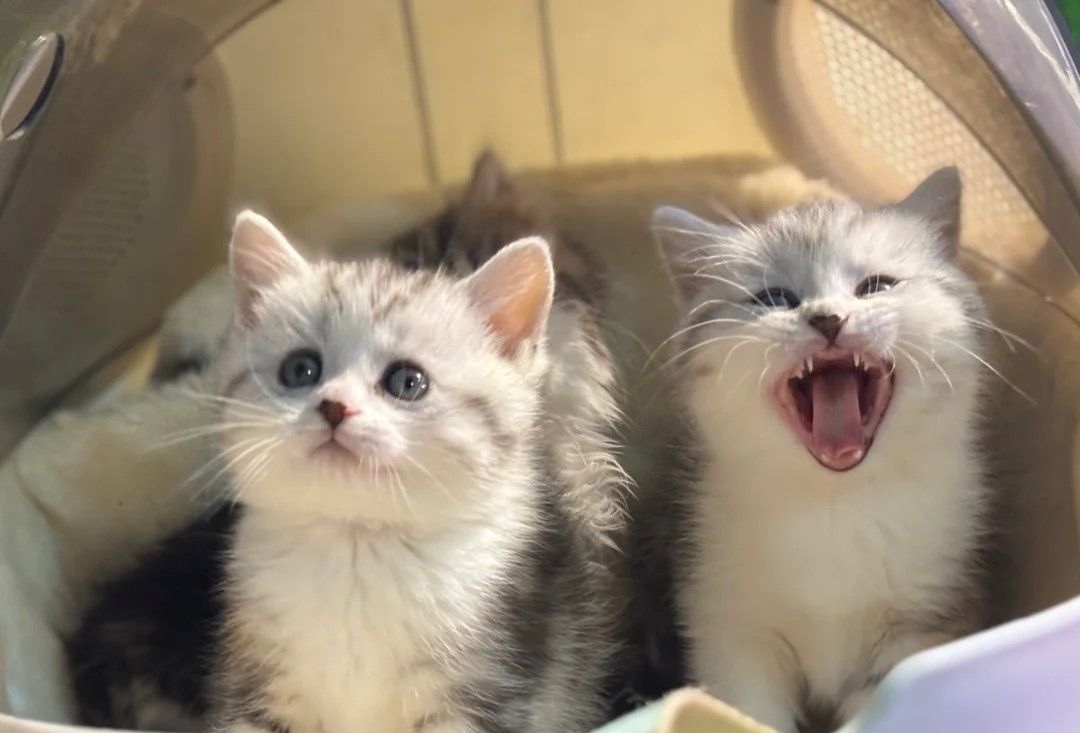 Volle Munchkin-Kätzchen