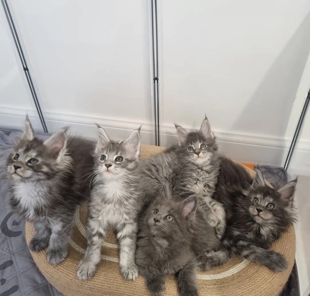 Reinrassige Maine-Coon-Kätzchen