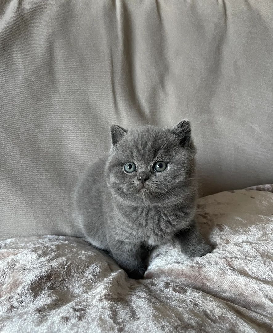 Britische blaue Kätzchen