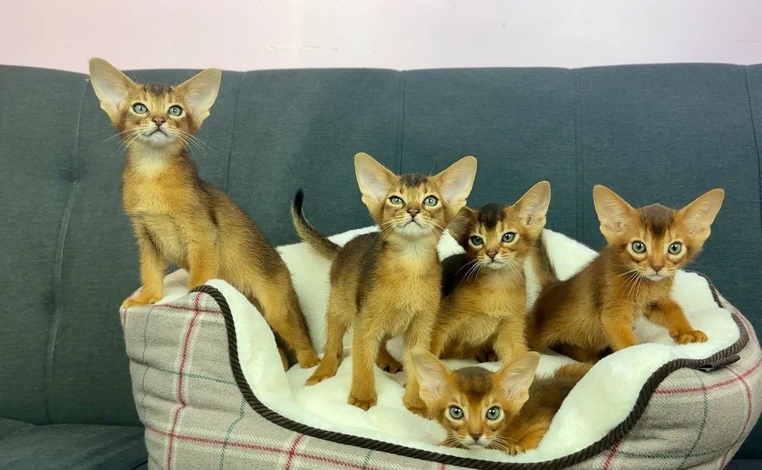 Wunderschöne abessinische Kätzchen