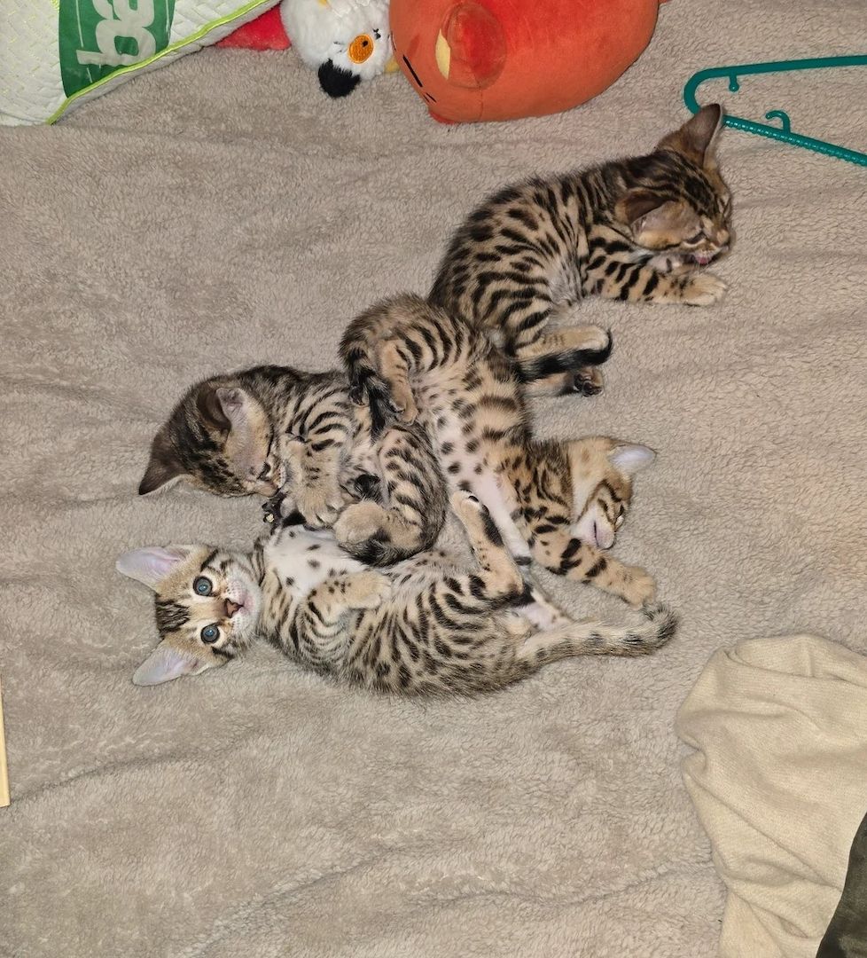 Bengalische Kätzchen