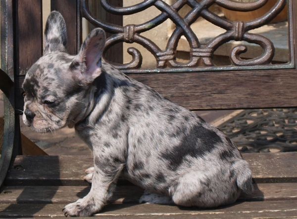 Traumhafte Superkleine Erhältlich Französisch Bulldogge mit Papiere