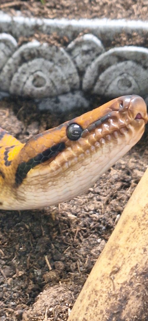 Rote Regenbogenboa+ Terrarium