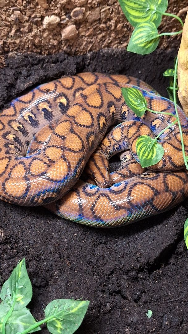 Rote Regenbogenboa+ Terrarium