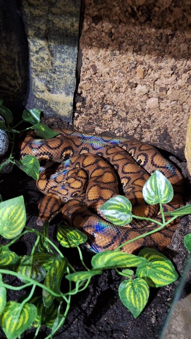 Rote Regenbogenboa+ Terrarium