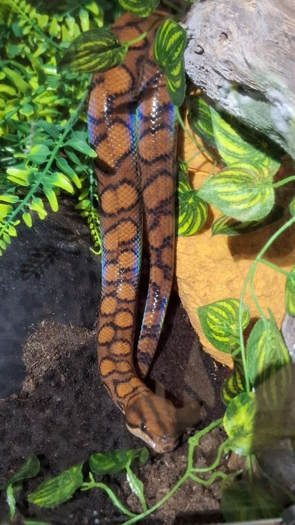 Rote Regenbogenboa+ Terrarium