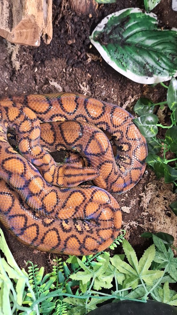 Rote Regenbogenboa+ Terrarium