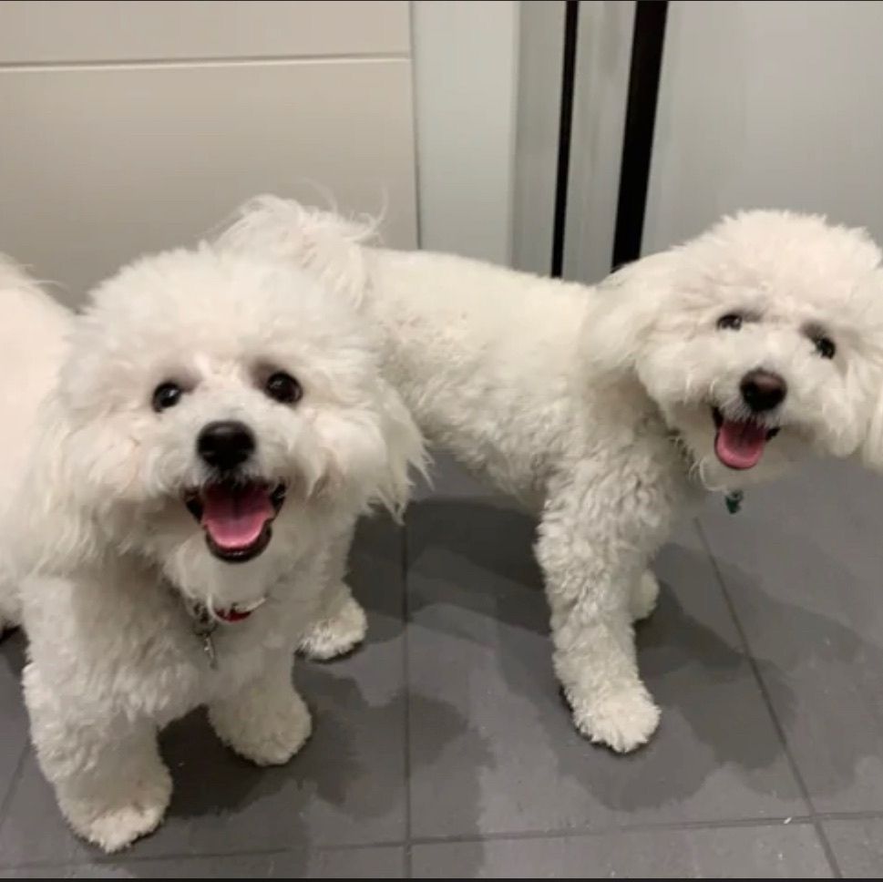 Bichon Frisé Welpen