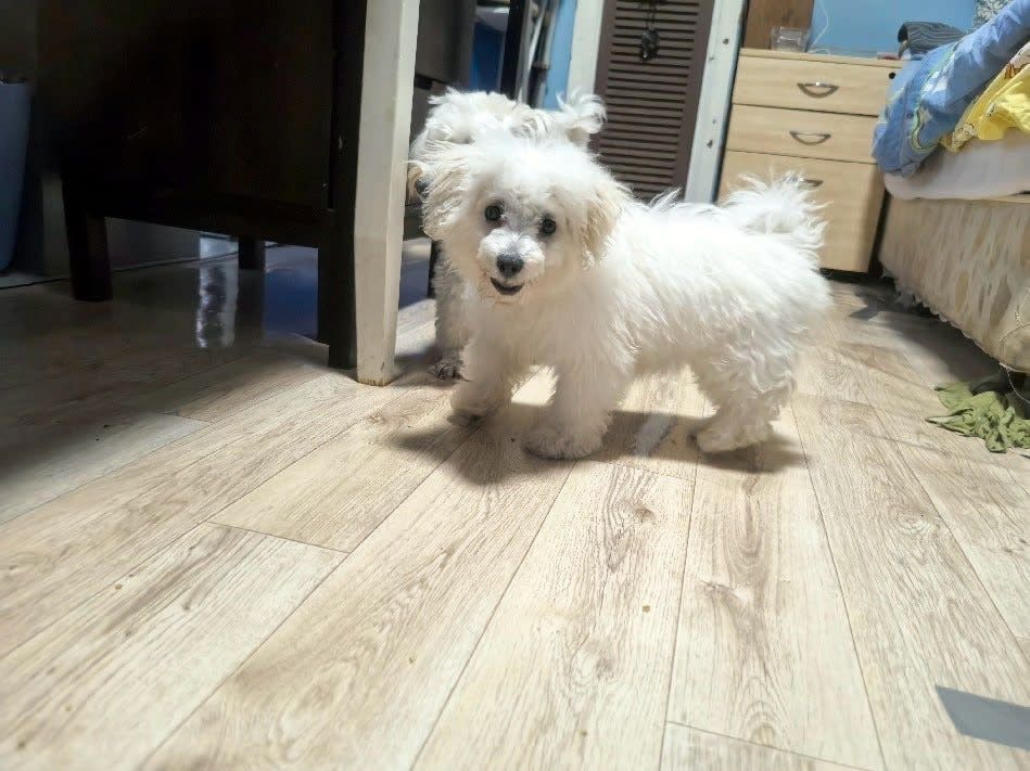 Bichon Frisé Welpen