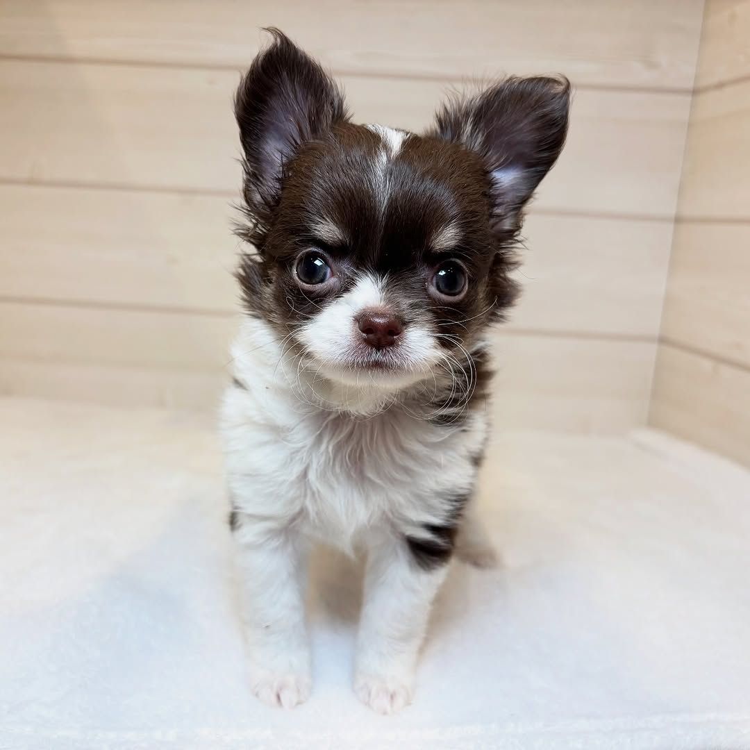 Chihuahua-Welpe zur Adoption