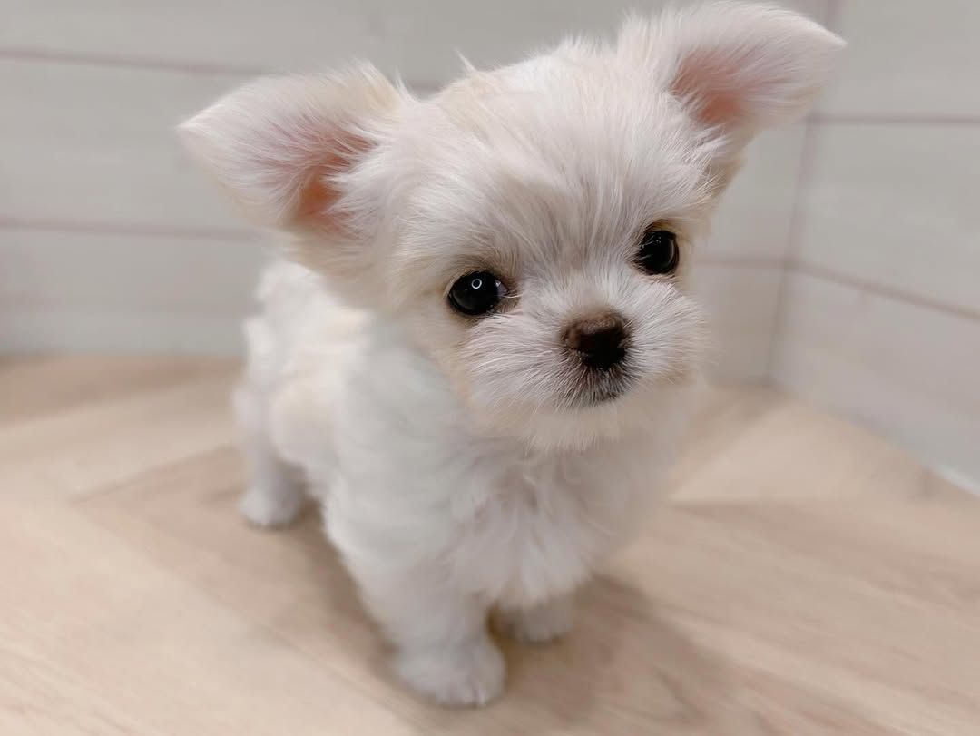 Malteserwelpe zur Adoption