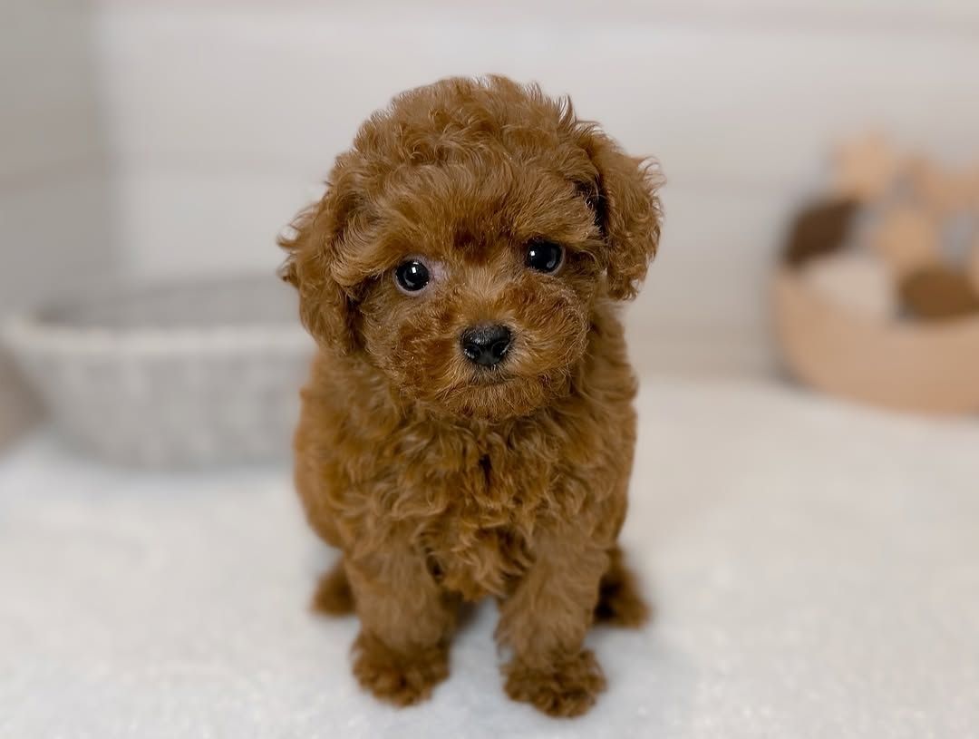 Weiblicher Pudel zur Adoption verfügbar