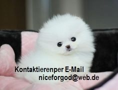 Wunderschöne Mini Pomeranian Zwergspitz Welpen