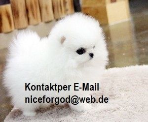 Mini Pomeranian Zwergspitz welpen.