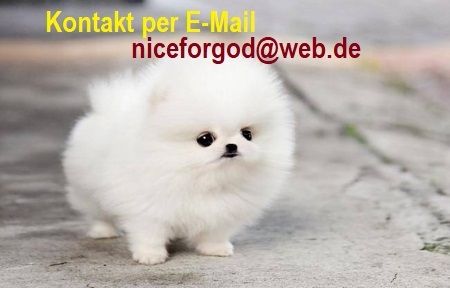 Zwergspitz-Pomeranian Welpen