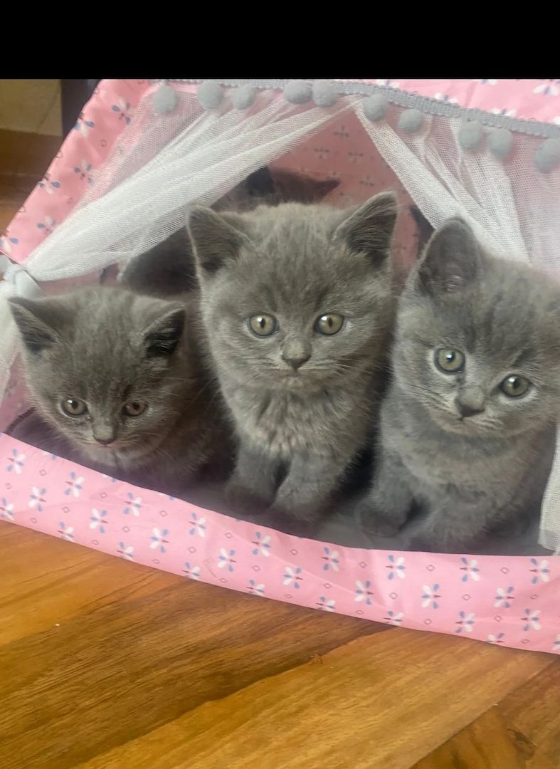 6 reinblauen Britisch Kurzhaar-Kätzchen