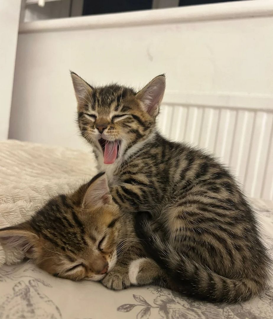Bengalkätzchen zu verkaufen