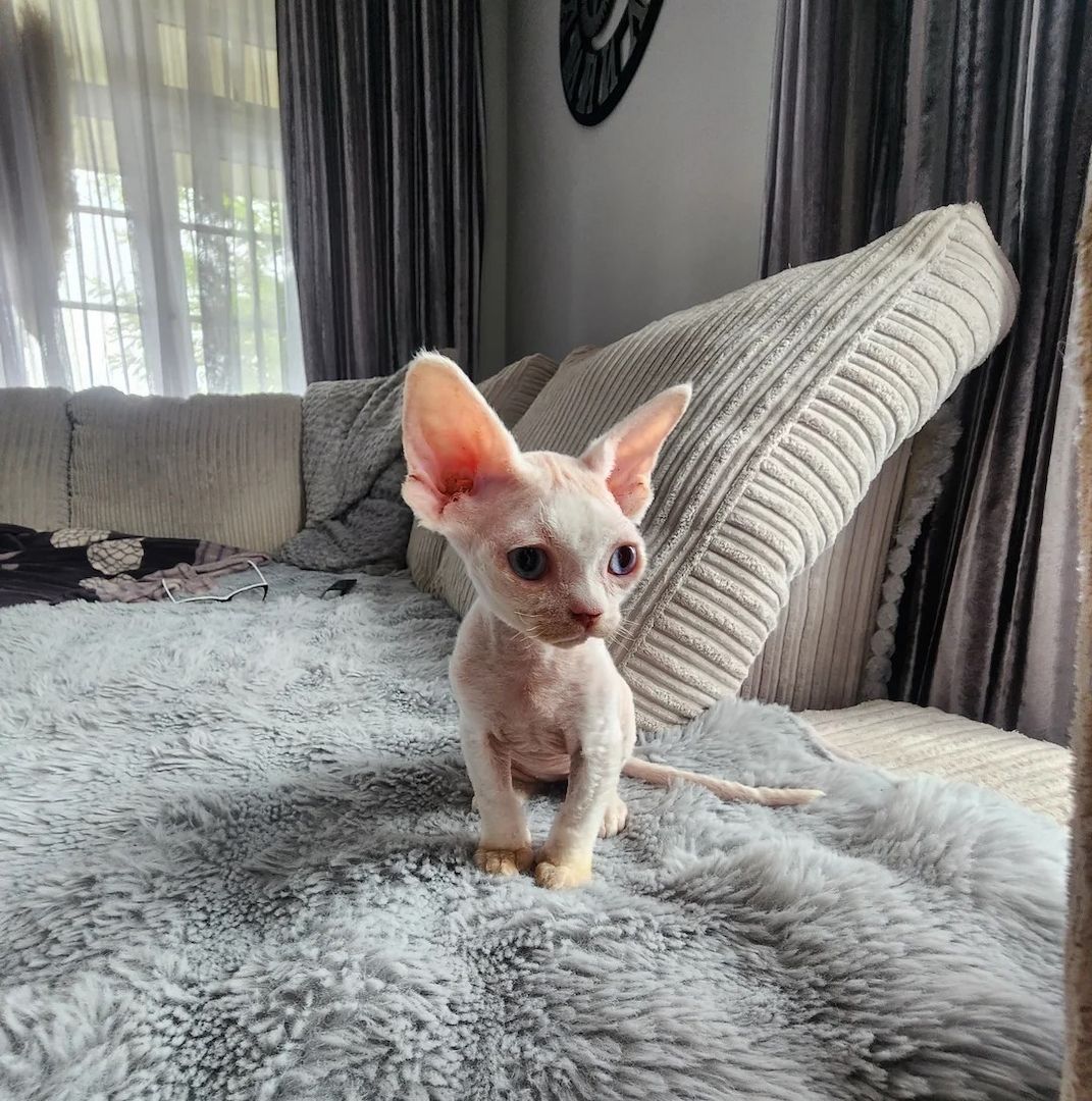 Devon Rex-Kätzchen abzugeben