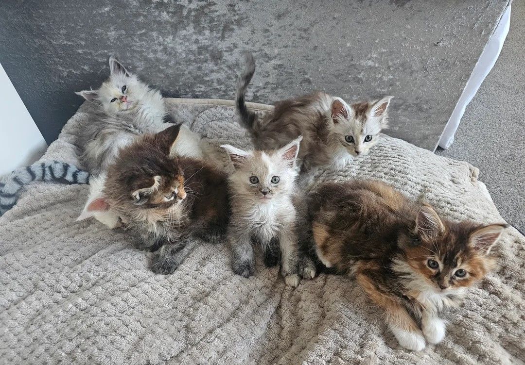 5 reinrassigen Maine-Coon-Kätzchen
