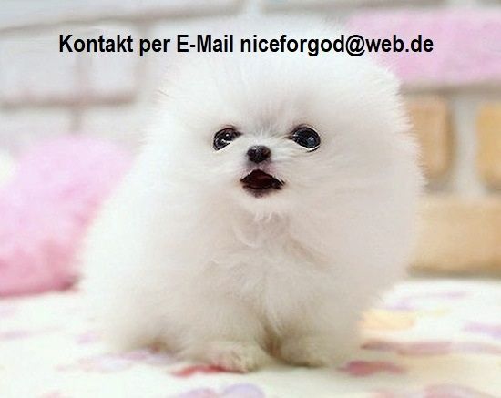 Wunderschöne Pomeranian-Welpen verfügbar