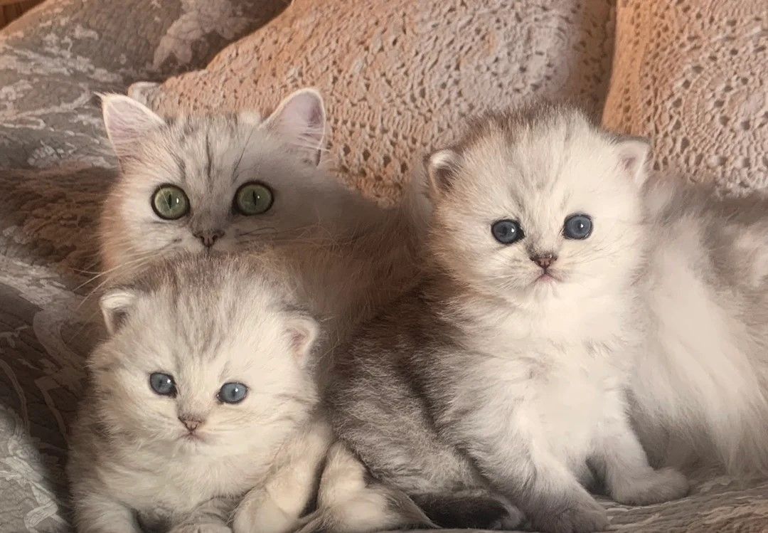 Perserkätzchen mit Puppengesicht