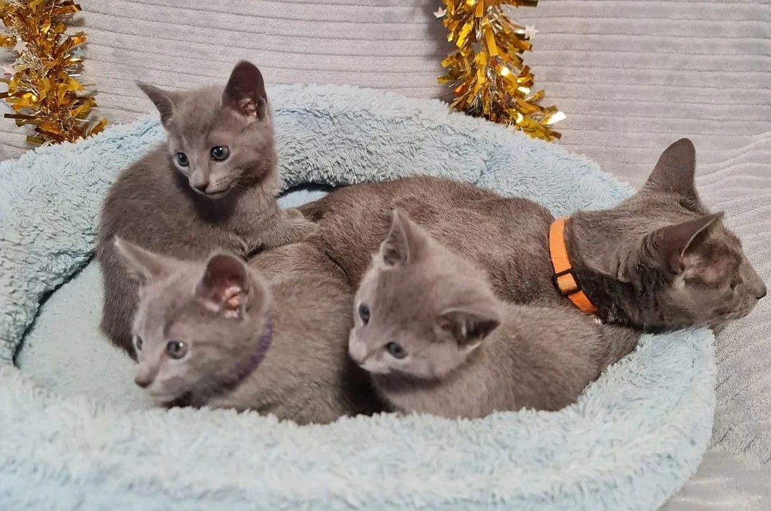 Atemberaubende Russisch Blau Kätzchen