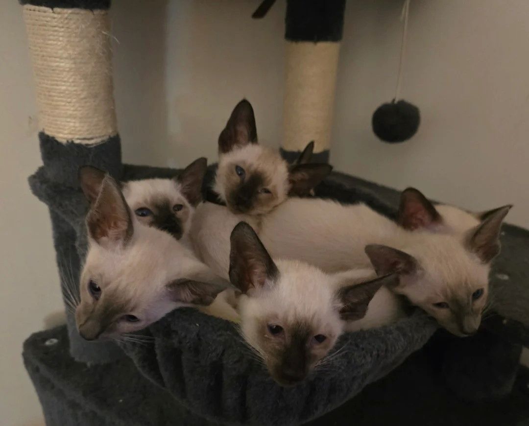 Wunderschöne kleine siamesische Kätzchen zum Kuscheln