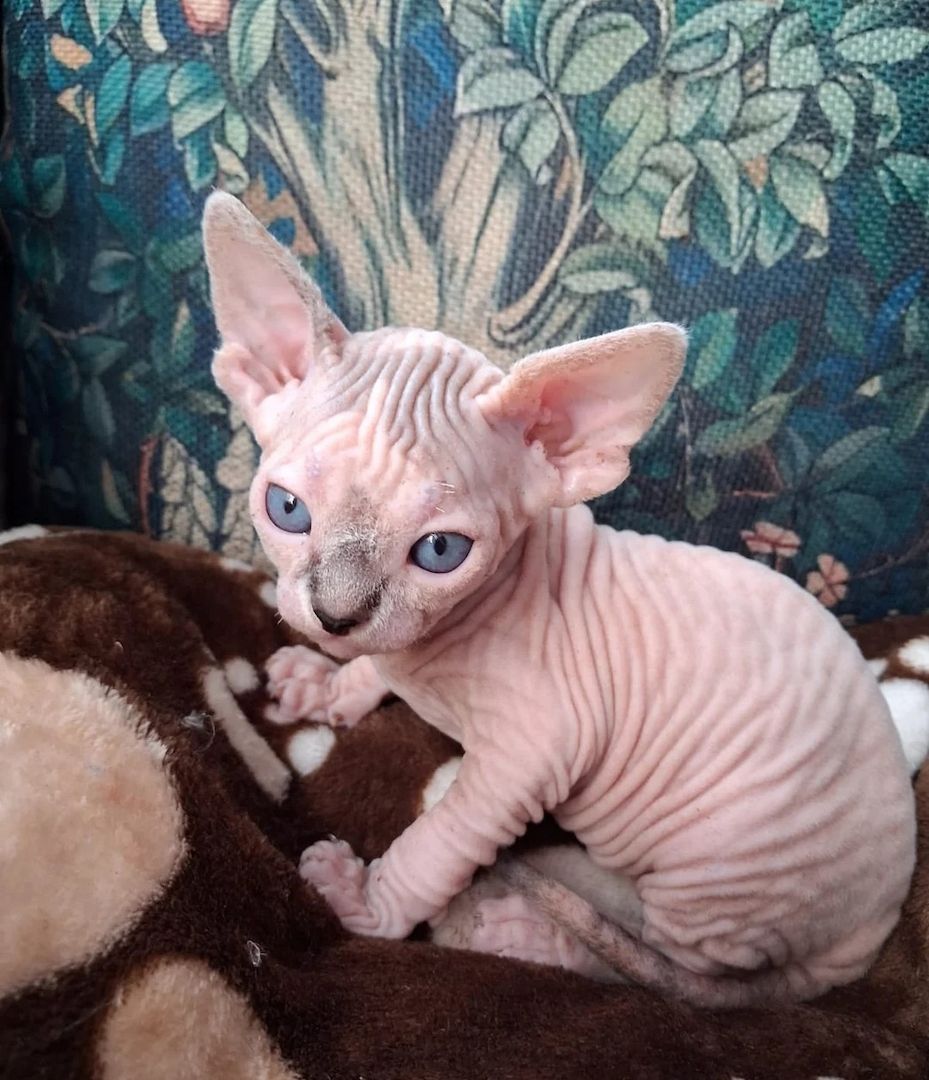 kanadisches Sphynx-Mädchen verfügbar