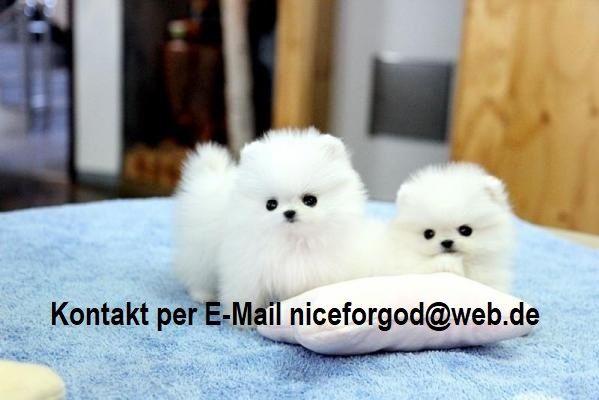 Reinrassige Zwergspitz Pomeranian welpen mit Stammbaum-Ahnentafel