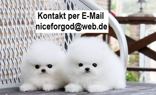 MINI ZWERGSPITZ POMERANIAN BOO WELPEN